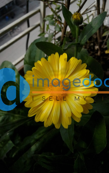 Balcony Garden Flowers