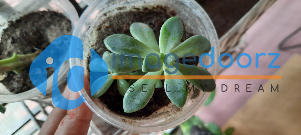 Succulent