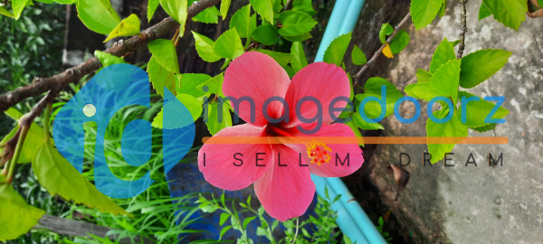 Hibiscus