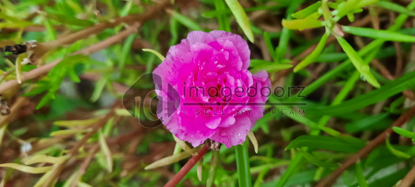 Flower