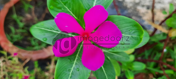 Flower
