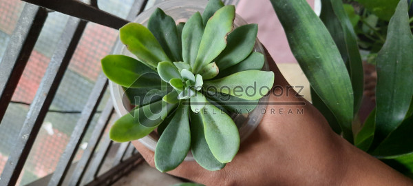 Rose Cactus