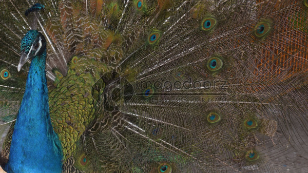 Peacock