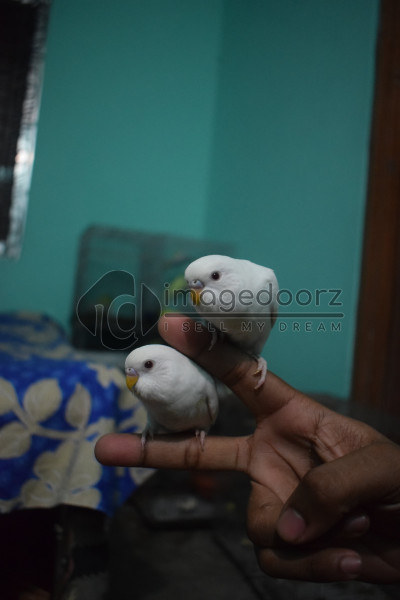 Budgie