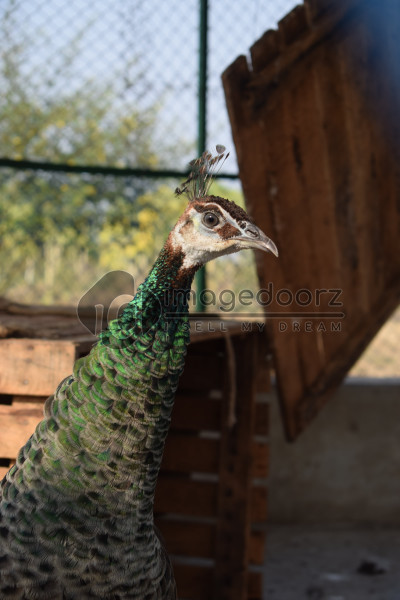 Peacock