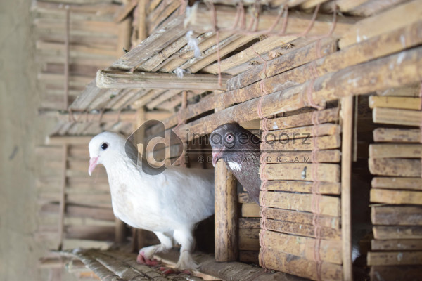 Pigeon