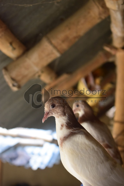 Pigeon