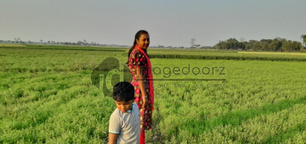 Picture of Green Field