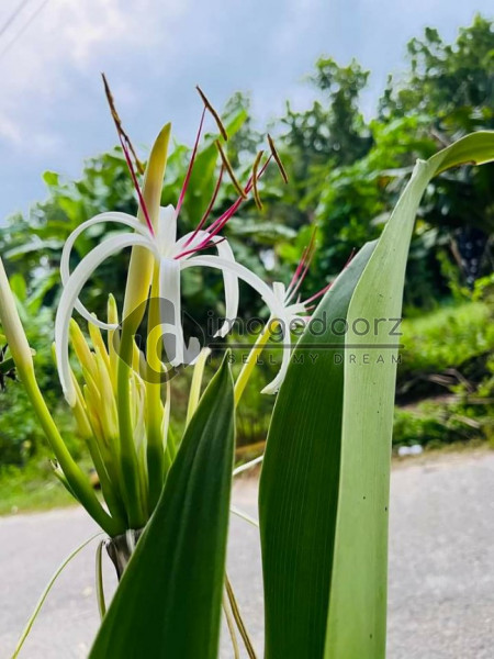 Flower