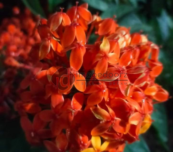 Flower