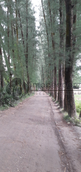 Green Trees