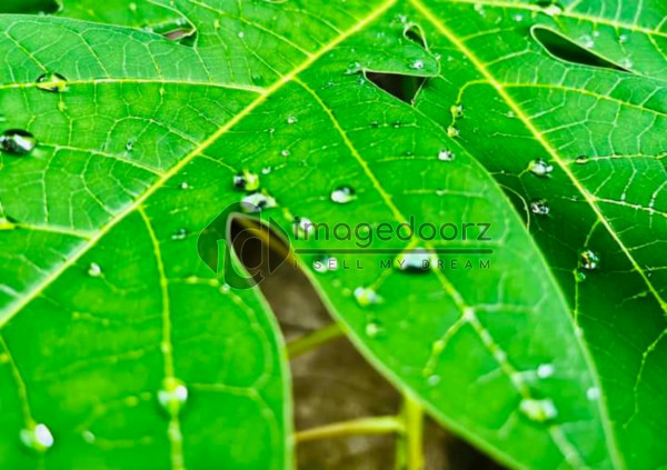 Green Leaf