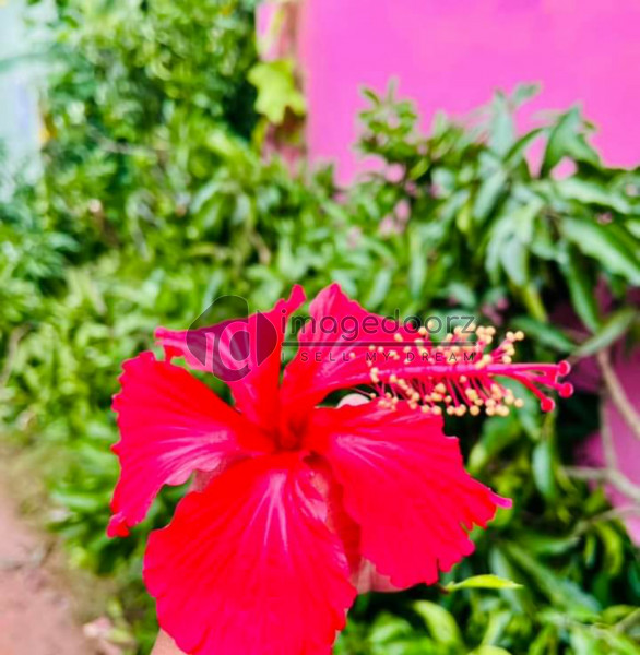Flower