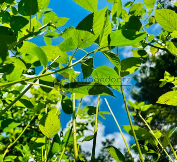 Green Leaf