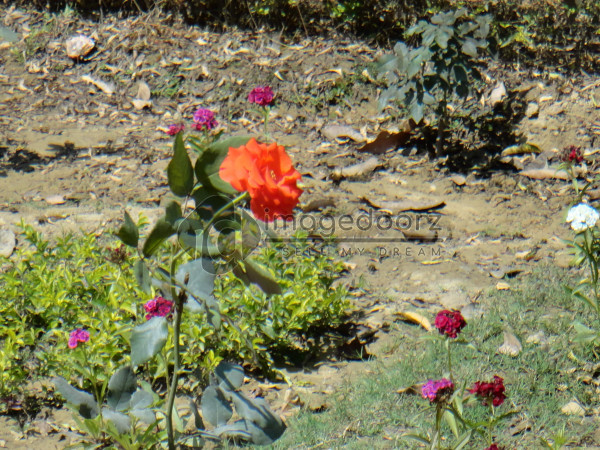 DSC00824