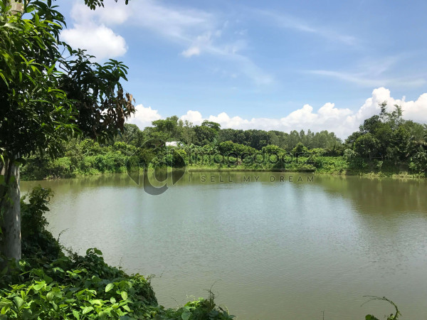 Beauty of pond
