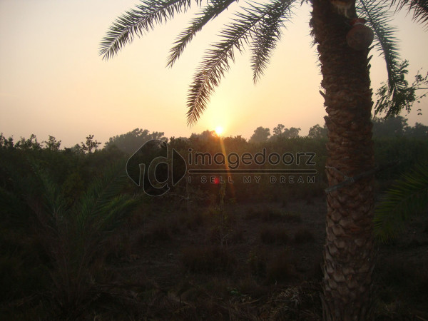 Sundorbon sunset