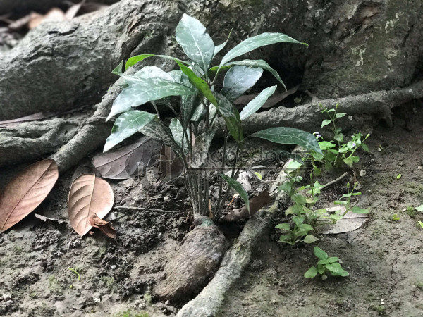 New life