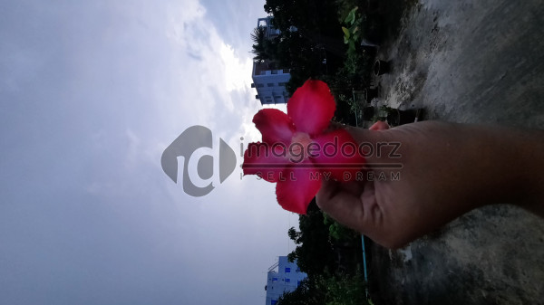 Adenium