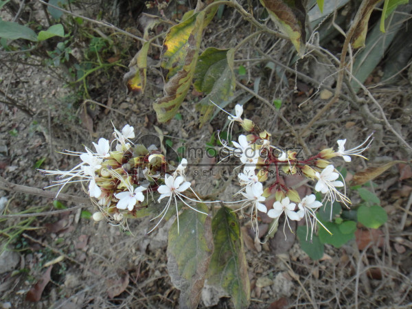 DSC00857
