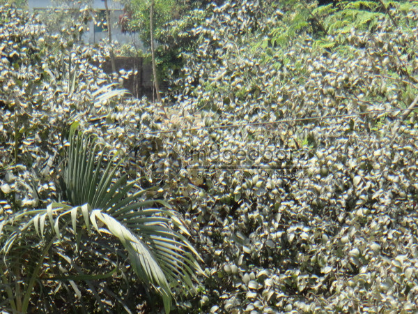 DSC00871
