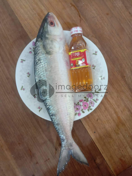 Hilsa Fish