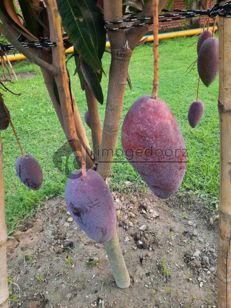 Miazaki Mango
