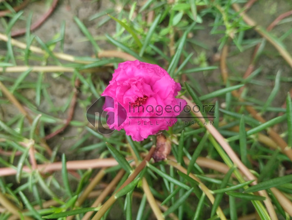 Flower