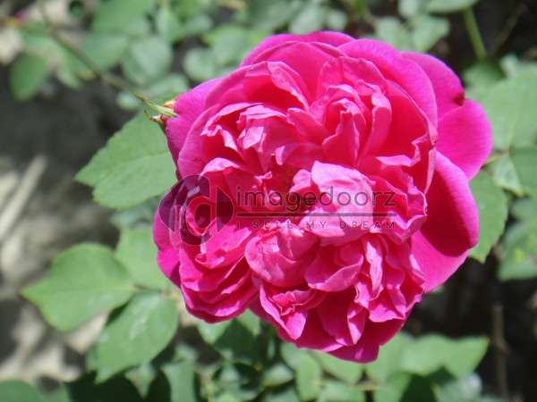 DSC00874