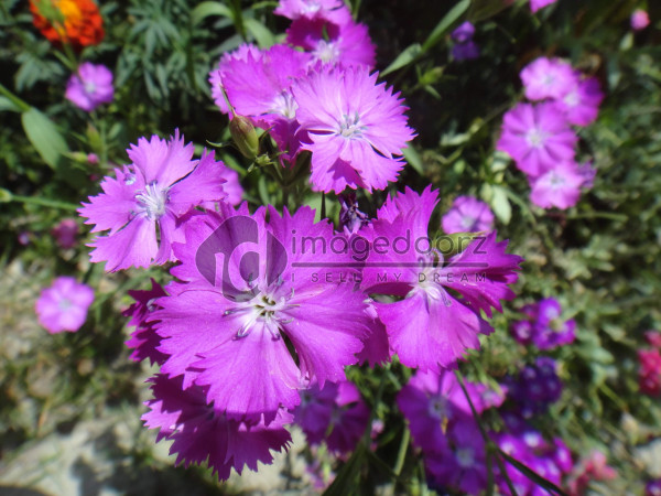DSC00875