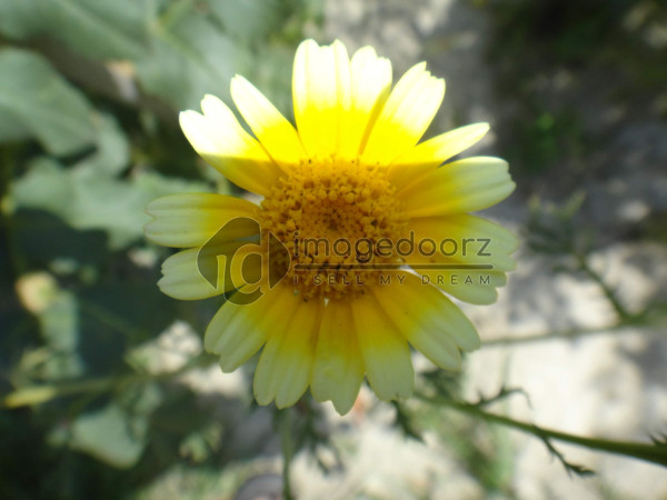 DSC00877