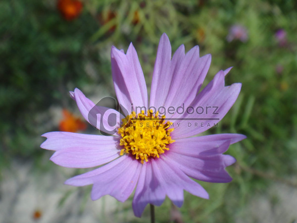 DSC00878