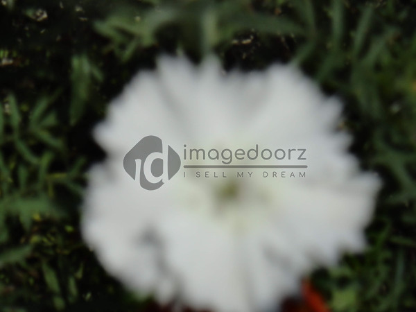 DSC00879