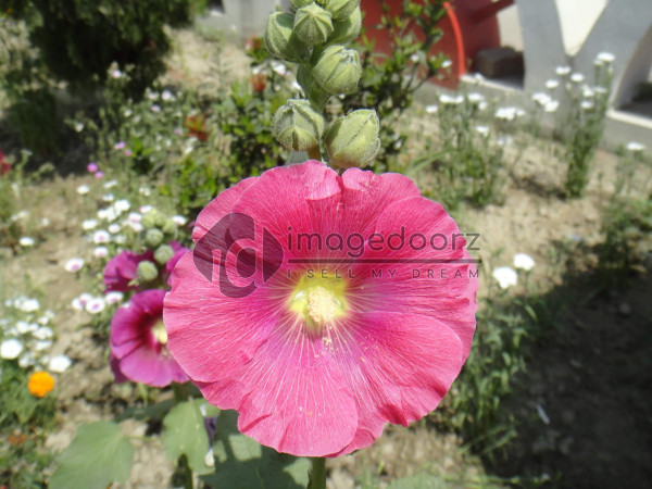 DSC00886