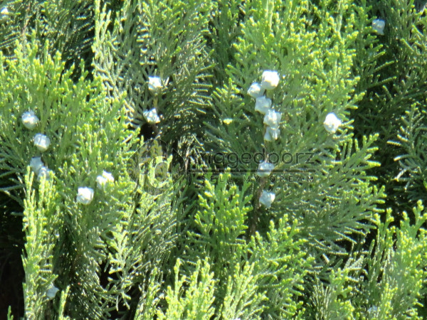 DSC00887