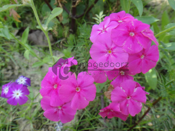DSC00891