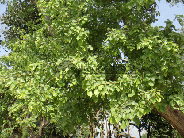 DSC00899