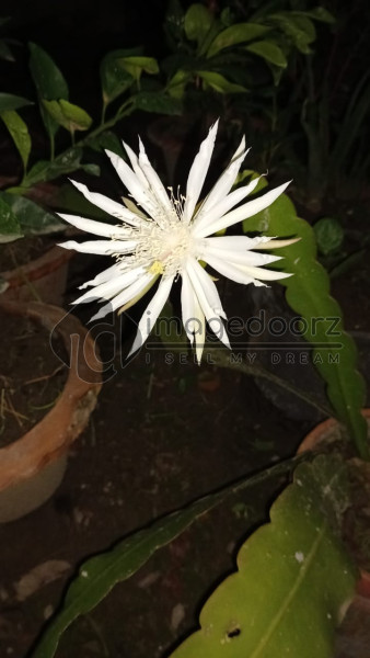 Night Queen