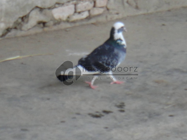 DSC00917