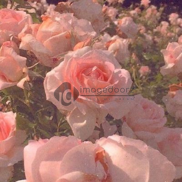 White Rose
