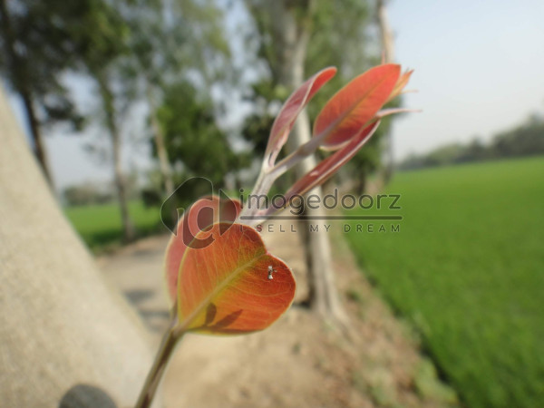 DSC00960