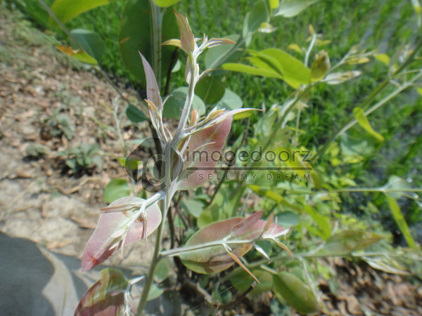 DSC00961