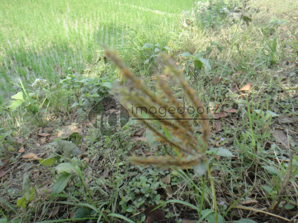 DSC00981