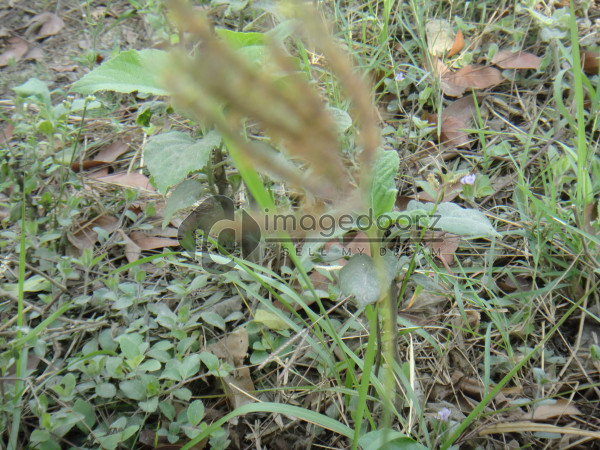 DSC00983