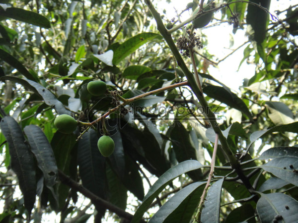 DSC01007
