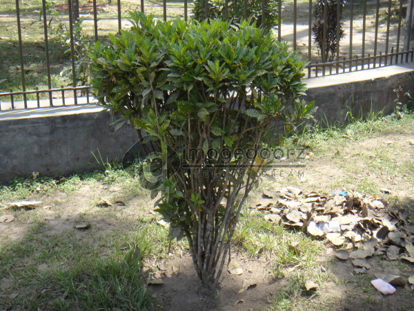 DSC01032