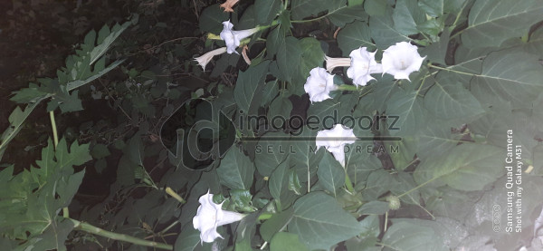 Darknight & white flowers