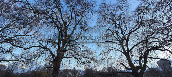 Tree in London, UK